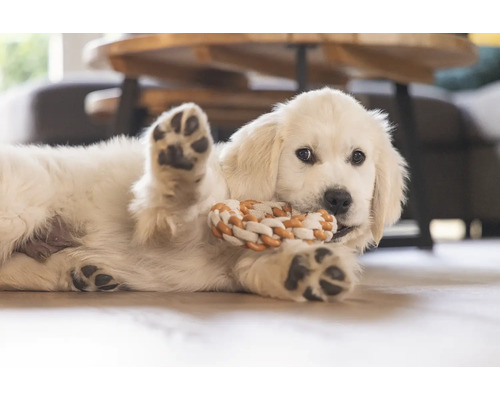 Welpe mit Seilspielzeug