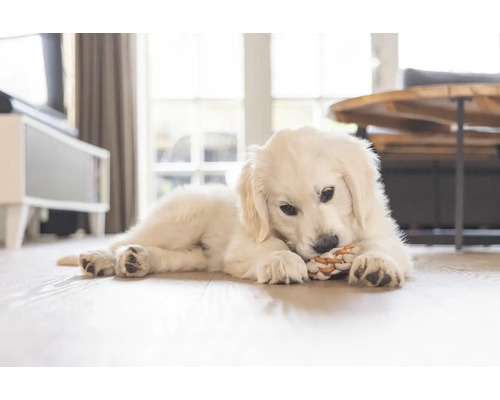Ein heller Raum mit einem Golden Retriever Welpen, der auf einem Holzboden liegt und ein Spielzeug kaut.