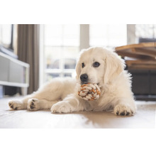 Ein Hund liegt mit einem Seilspielzeug auf dem Boden.