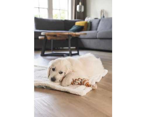 Ein heller Wohnraum mit einem Golden Retriever Welpen, der auf einer weichen Decke liegt und mit einem Tau-Spielzeug spielt