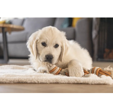 Golden Retriever Welpe liegt auf einem Teppich und kaut an einem Spielzeug