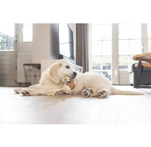 Un chiot Golden Retriever est allongé sur le sol en train de mâcher un jouet