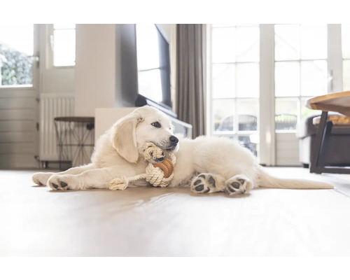 Un chiot Golden Retriever est allongé sur le sol en train de mâcher un jouet