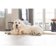 Un chiot Golden Retriever blanc est allongé sur le sol et mâche un jouet en corde.