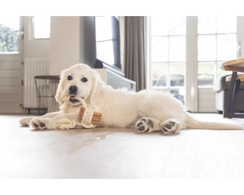 Un chiot Golden Retriever blanc est allongé sur le sol et mâche un jouet en corde.