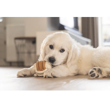 Golden Retriever chiot avec corde et jouet dans la gueule