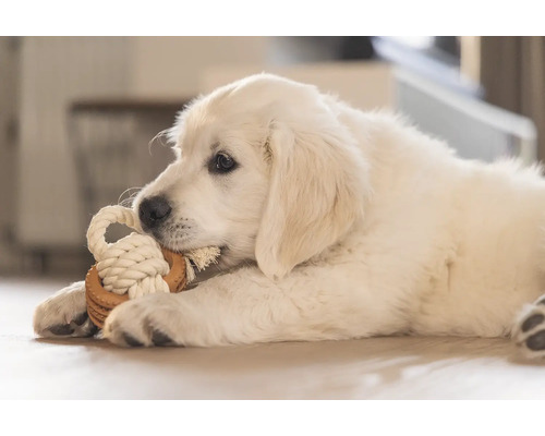 Un chiot Golden Retriever joueur mâchouille un jouet en corde.