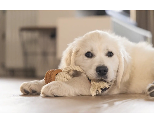 Un jeune Golden Retriever joue avec un jouet en corde