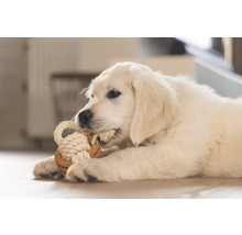 Golden Retriever chiot joue avec un jouet en corde