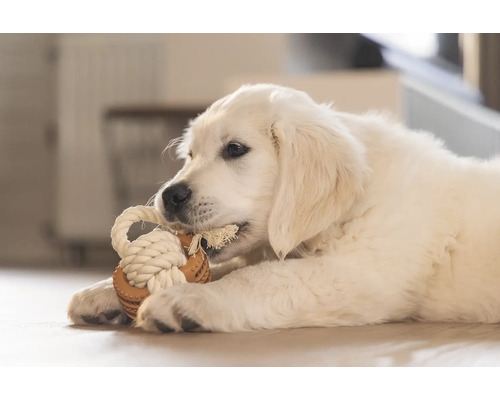 Golden Retriever chiot joue avec un jouet en corde