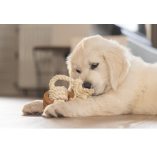 Jeune Golden Retriever avec un jouet en corde