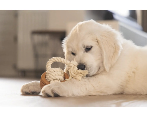 Jeune Golden Retriever avec un jouet en corde