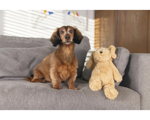 Dackel sitzt neben einem Stofftier auf einem Sofa.
