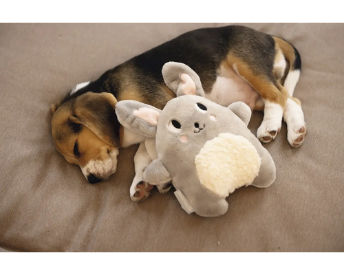 Schlafender Beaglewelpe mit Hasenkuscheltier
