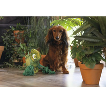 Dackel mit einem Chamäleon-Hundespielzeug aus Plüsch und Seil, umgeben von Zimmerpflanzen