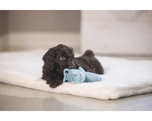 Brauner Welpe liegt auf einer hellen Decke und spielt mit einem Spielzeug