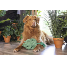 Hond läit mat engem Spillblat ëmgi vu Stëbsplanzen um Buedem.