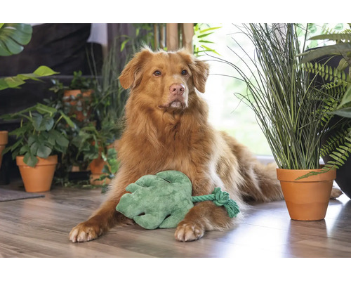 Hond läit mat engem Spillblat ëmgi vu Stëbsplanzen um Buedem.