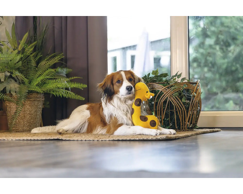 Ein Hund ruht mit einem Stofftier auf einem Teppich in einem Zimmer.
