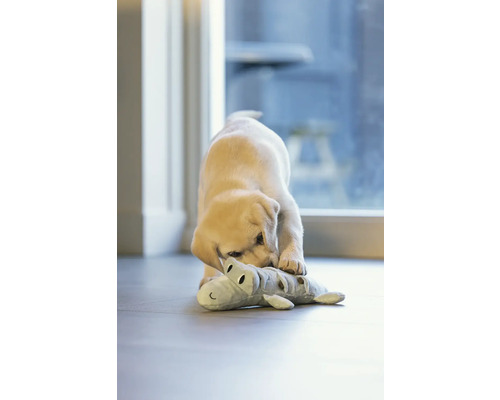 Ein junger Labrador spielt mit einem Plüschtier-Alligator im Haus.