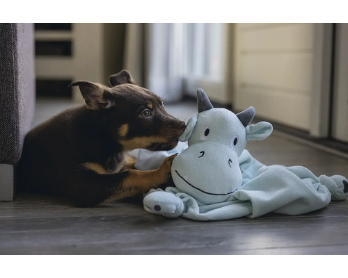Un chiot interagit avec une peluche.