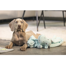 Jeune Braque de Weimar allongé par terre avec une peluche hippopotame