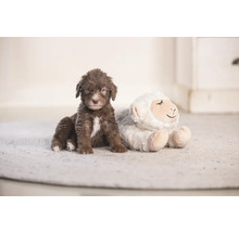 Braune Welpe sitzt neben einem Plüschschaf auf einem Teppich.