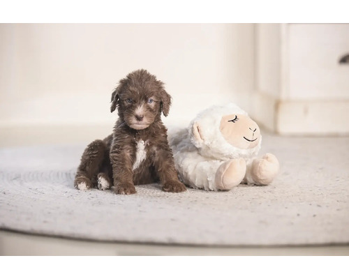 Braune Welpe sitzt neben einem Plüschschaf auf einem Teppich.