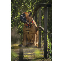 Ein Bullmastiff mit Halsband sitzt auf einer Holzbrücke.