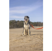 Chien avec laisse assis à l'extérieur
