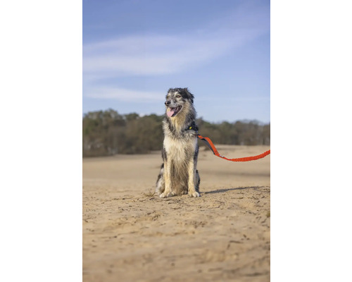 Chien avec laisse assis à l'extérieur