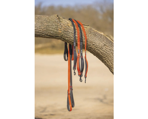 Plusieurs laisses pour chiens sont suspendues à un tronc d'arbre.