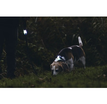 Chien avec collier LED et laisse éclairée dans l'obscurité.