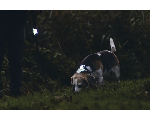 Chien avec collier LED et laisse éclairée dans l'obscurité.