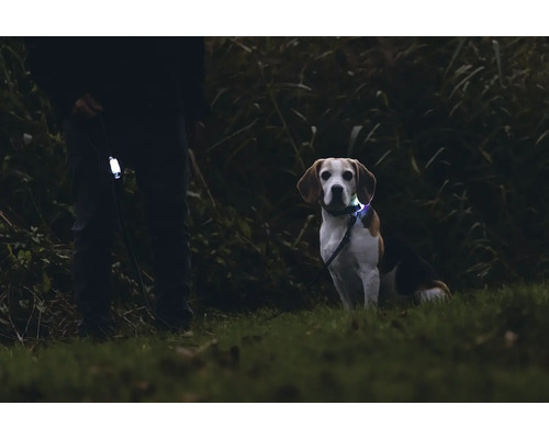 Beagle avec collier lumineux et personne avec laisse dans l'obscurité