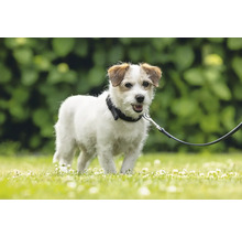 Jack Russell Terrier avec collier et laisse dans le jardin