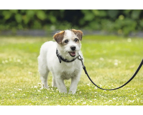 Jack Russell Terrier en laisse à l'extérieur