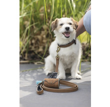 Chien avec laisse marron et distributeur de sacs à déjections canines