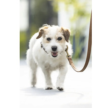 Jack Russell Terrier en laisse