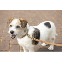 Jack Russell Terrier avec collier et laisse