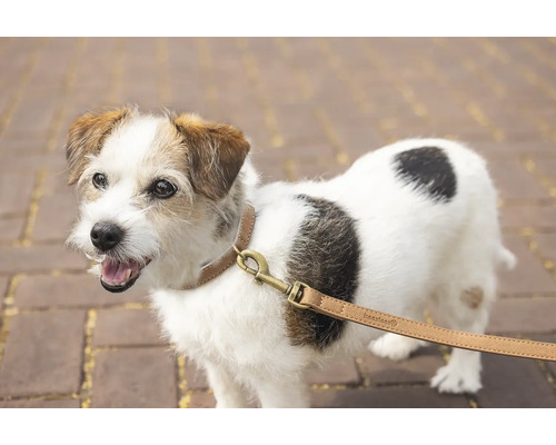 Jack Russell Terrier avec collier et laisse