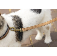 Chien avec laisse et collier