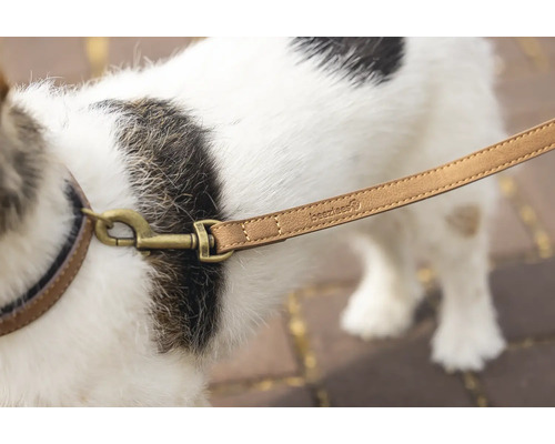 Chien avec laisse et collier