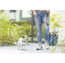 Un Jack Russell Terrier en laisse avec un distributeur de sacs à excréments lors d'une promenade.