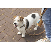 Un jack russell terrier en laisse avec un distributeur de sacs à déjections canines sur la jambe du propriétaire.