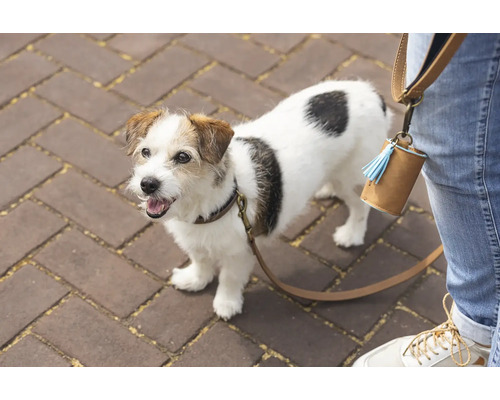 Un jack russell terrier en laisse avec un distributeur de sacs à déjections canines sur la jambe du propriétaire.