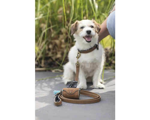 Chien avec collier et laisse, ainsi qu'un distributeur de sacs à déjections canines