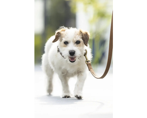 Jack Russell Terrier avec laisse pour chien