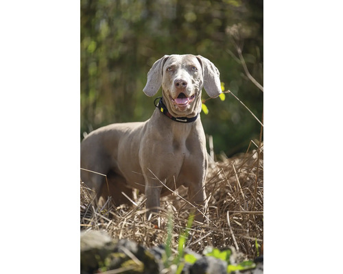 Weimaraner Hund mit Halsband im Freien
