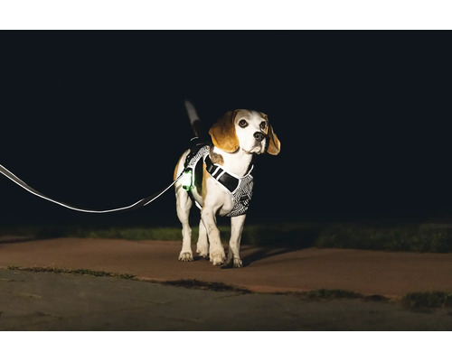 Chien avec harnais et laisse réfléchissants la nuit